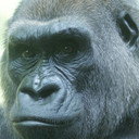 Triska als Featured Gorilla