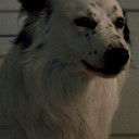 Jake als Chuck the Wonder Dog