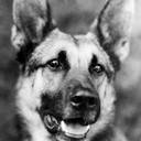 Strongheart als White Fang