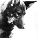 Rin-Tin-Tin als Rin Tin Tin