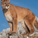 Charlie als Charlie the Cougar