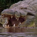 Gustave the Crocodile als Self