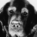Comet als Fluke