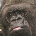 Koko als Self (archive footage)