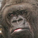 Koko als Herself