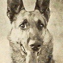 Thunder the Dog als Black Lightning (as Thunder the Marvel Dog)