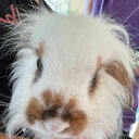 Bernard (lapin) als Lapin