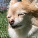 Chloe Hunt als The Dog