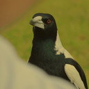 Karl als Magpie