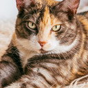 Fats als Time Cat
