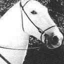 Silver King the Horse als 