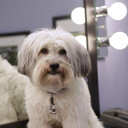 Pudsey als Duchess