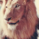 Zamba als Lion