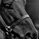 Docs Keepin Time als Black Beauty (horse)