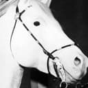 White Flash als Tex's Horse