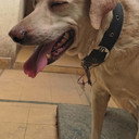 TIGER als Police dog