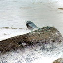Hermit Thrush als The Bird
