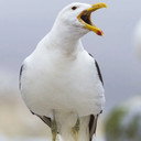 Sully Seagull als Seagull