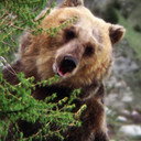 Bozo the Bear als Ben the Bear