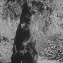 John Brown als A Bear (uncredited)