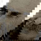 Tuncel Kurtiz