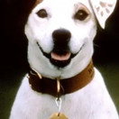 Soccer the Dog