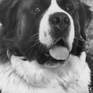 Chris the Dog