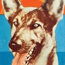 Kazan the Wonder Dog