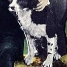 Rex the Dog