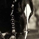 Tony the Horse