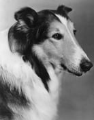 Largescale poster for Lassie