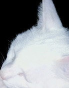 Snowbell The Cat