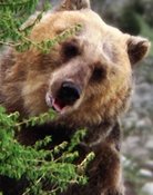 Bozo the Bear
