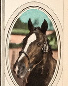 Tony the Horse