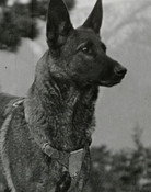 Klondike the Dog