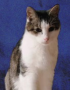 Cheeze the Cat