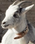Melvin