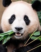 Fu Bao