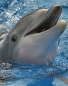 Winter The Dolphin