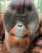 Sam the Orangutan