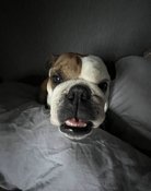 Rosie