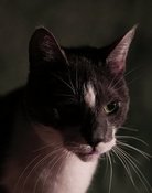Kitty