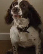Rosa the Dog