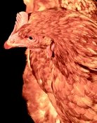 The Chicken