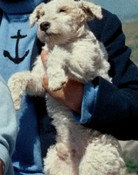 Milo