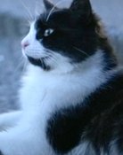 Aslan Parcasi