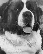 Chris the Dog