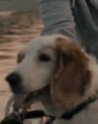 Bodil the Dog