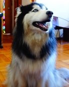 Taro