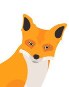 Cheddar Fox